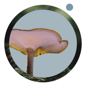 Close-up eines Reishi-Pilzes.